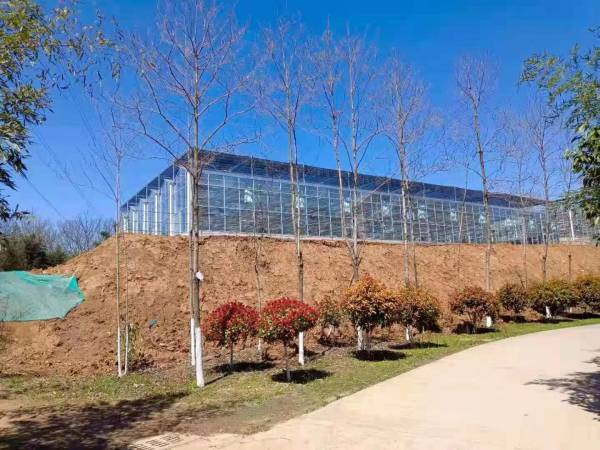 常用類型玻璃溫室種植的優缺點分析